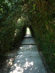 2007 Balcic, tree tunnel