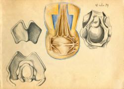 scn1_346