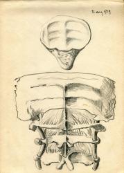 scn1_351